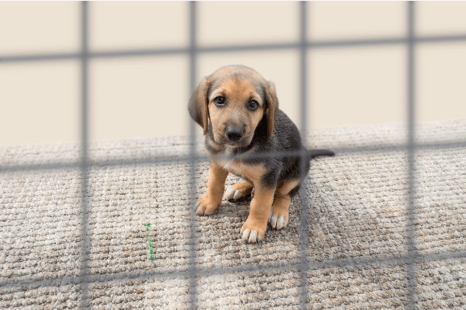 Imagem relacionada à notícia: Nova repressão legal difícil contra o contrabando de cachorros se aproxima um passo mais