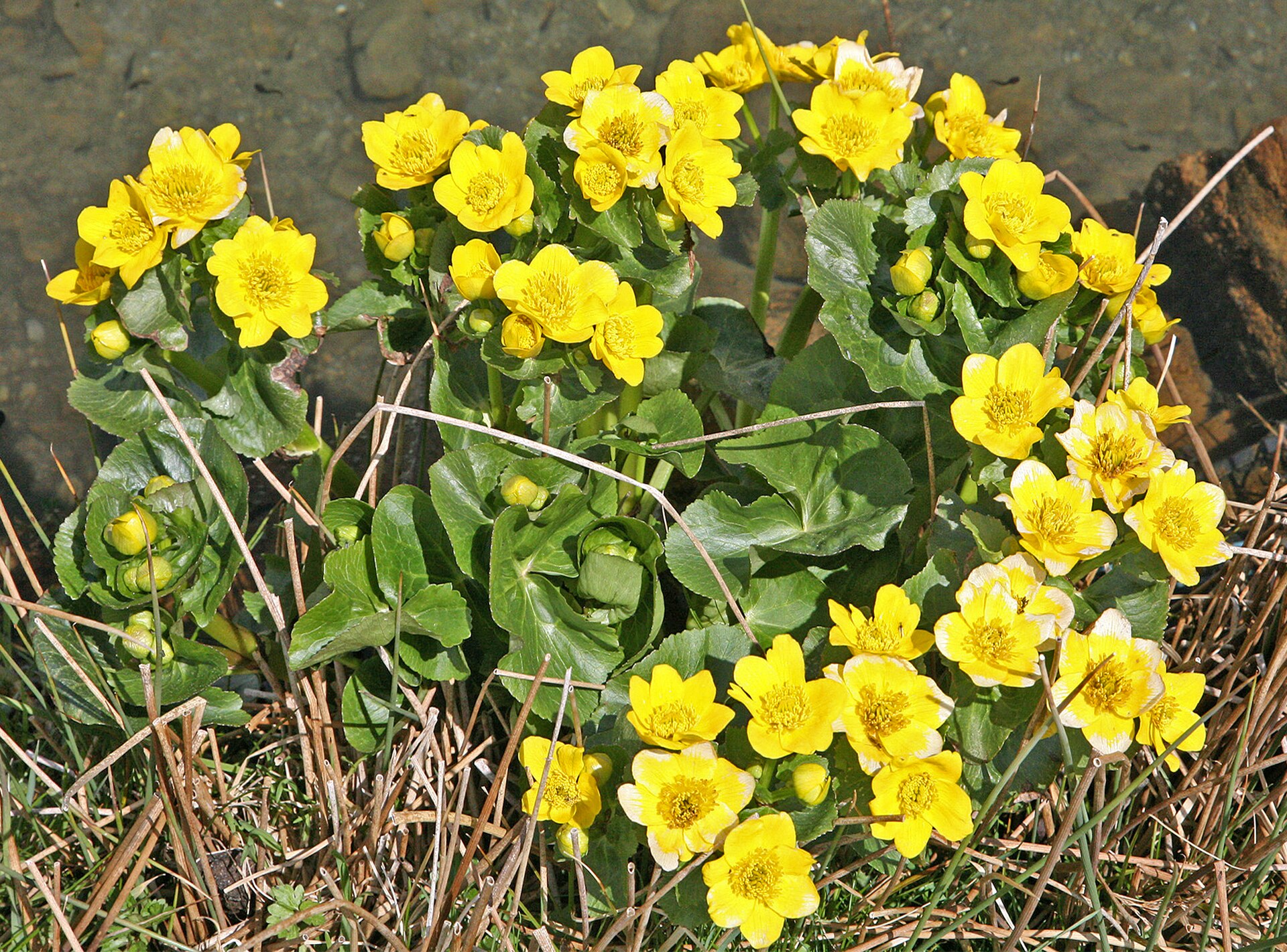 Imagem de referência de Caltha palustris, descrito nos dados abertos como espécie de planta