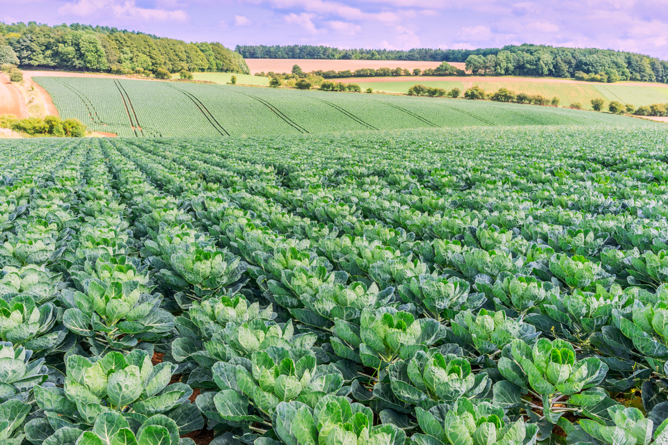 Reynolds: tecnologia agrícola supercarregada para aumentar a rentabilidade