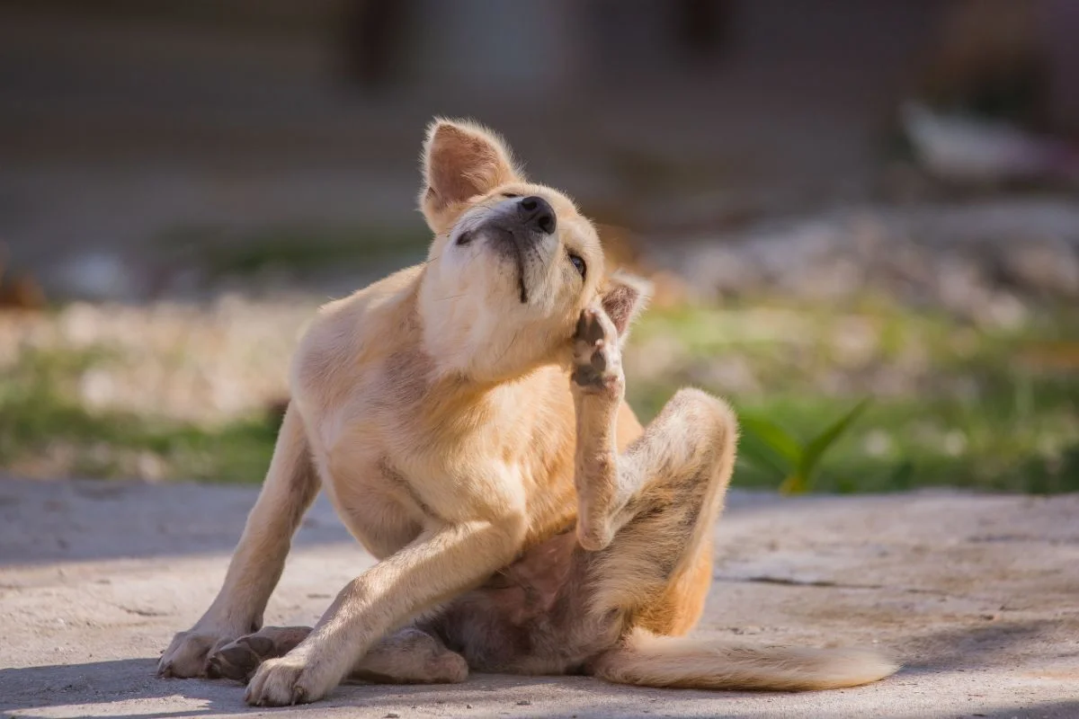 foto colorida cachorro com pulga se coçando