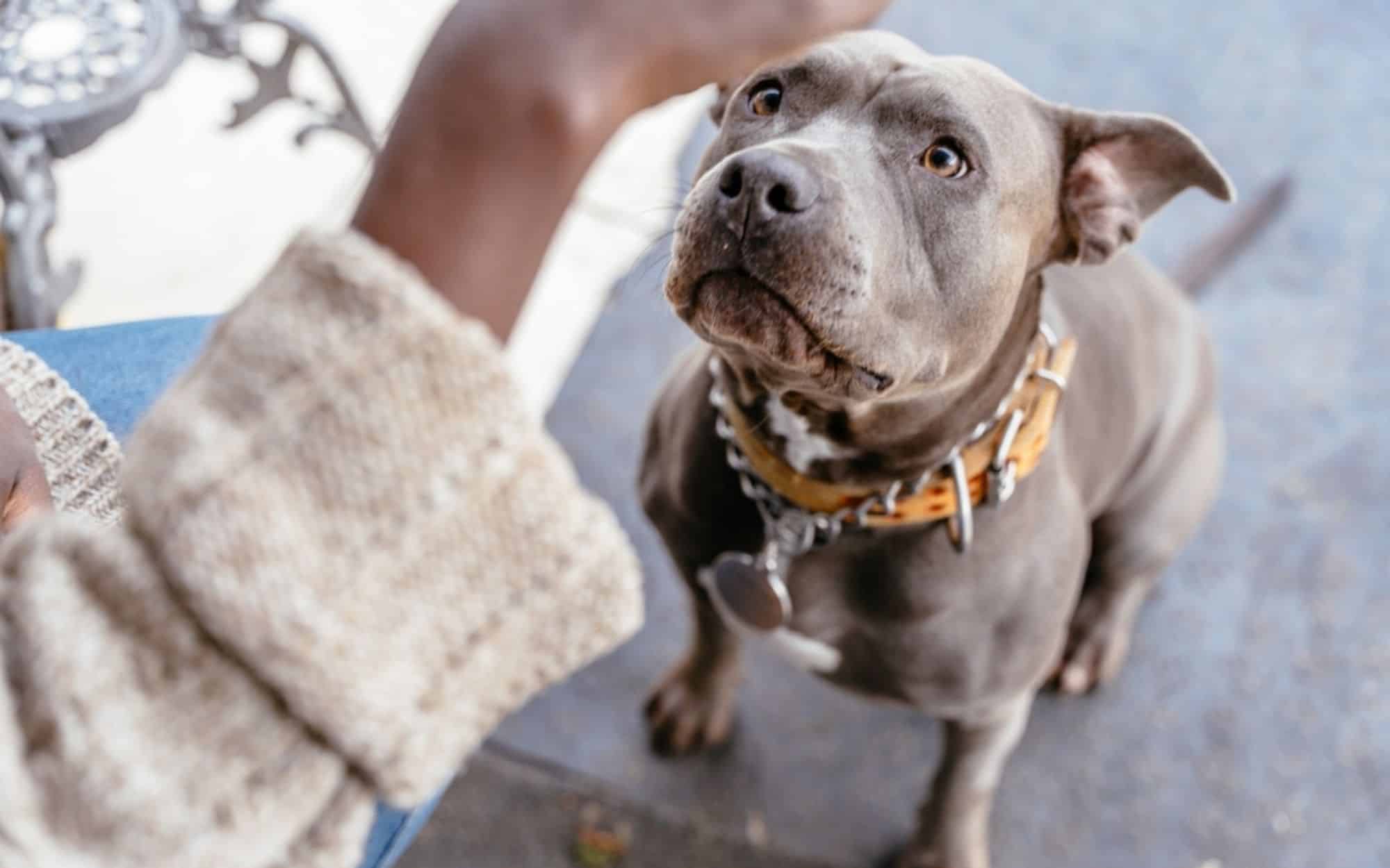 IA canina? Tecnologia pode ajudar a entender o que os cães dizem