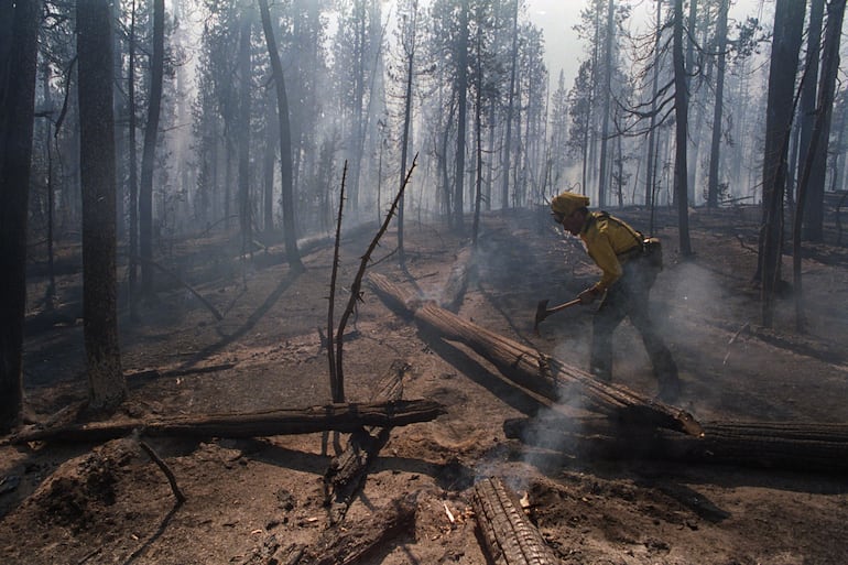 Por que até mesmo ‘florestas resilientes’ estão lutando para crescer novamente após incêndios florestais