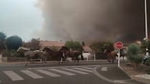 Por que até mesmo ‘florestas resilientes’ estão lutando para crescer novamente após incêndios florestais