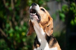 IA canina? Tecnologia pode ajudar a entender o que os cães dizem