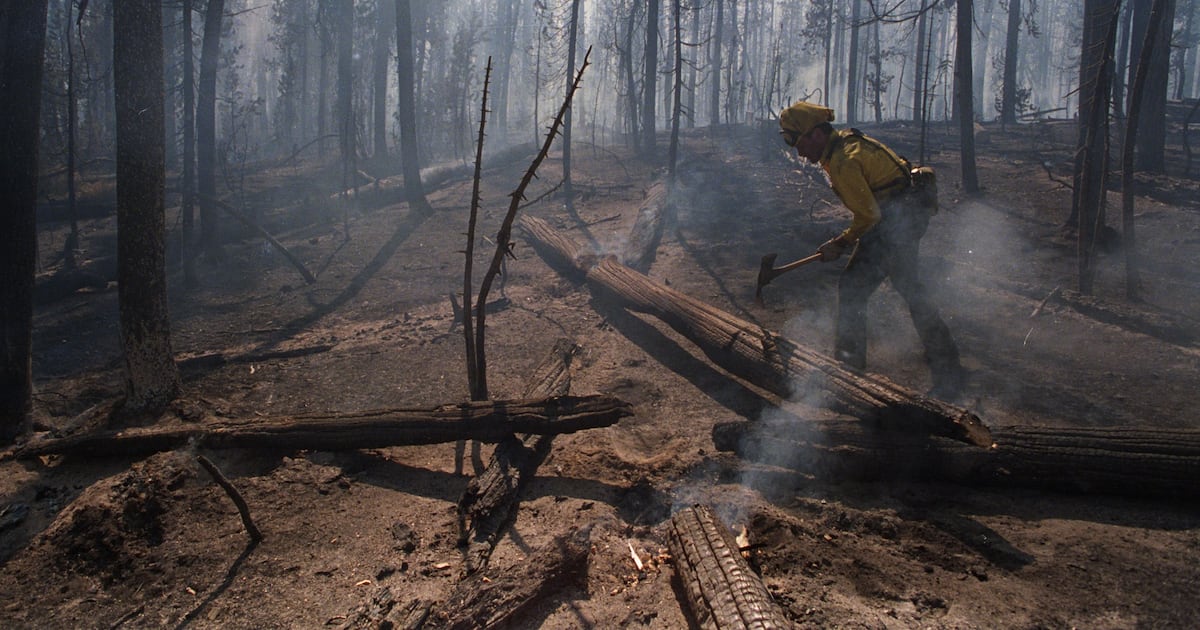 Por que até mesmo ‘florestas resilientes’ estão lutando para crescer novamente após incêndios florestais