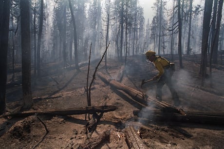 Por que até mesmo ‘florestas resilientes’ estão lutando para crescer novamente após incêndios florestais