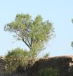 Reto visual: ¿Eres capaz de encontrar al pájaro en menos de 30 segundos?